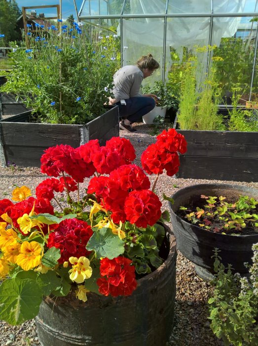 Person fixar i växthus bakom blomstrande pelargoner och näckrosor i soligt trädgårdsland.