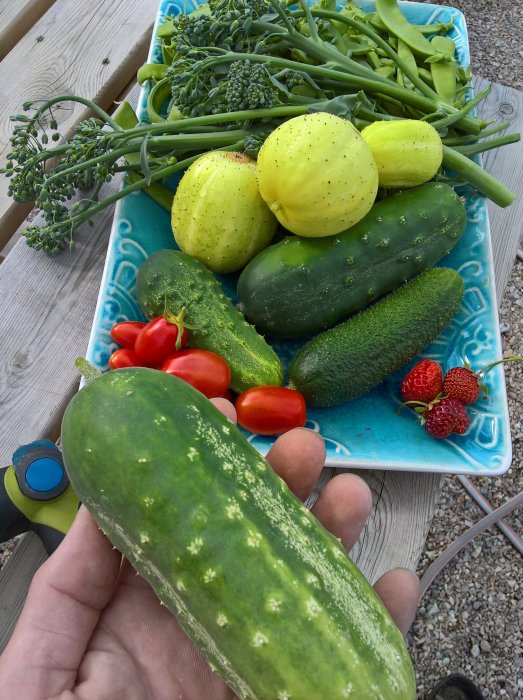 Hand håller en stor gurka över ett fat med färska grönsaker och bär från trädgården inklusive broccoli, ärtor och tomater.