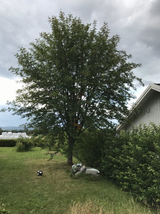 Rönnträd nära ett hus med utsträckta grenar över gräsmatta och intill häck.