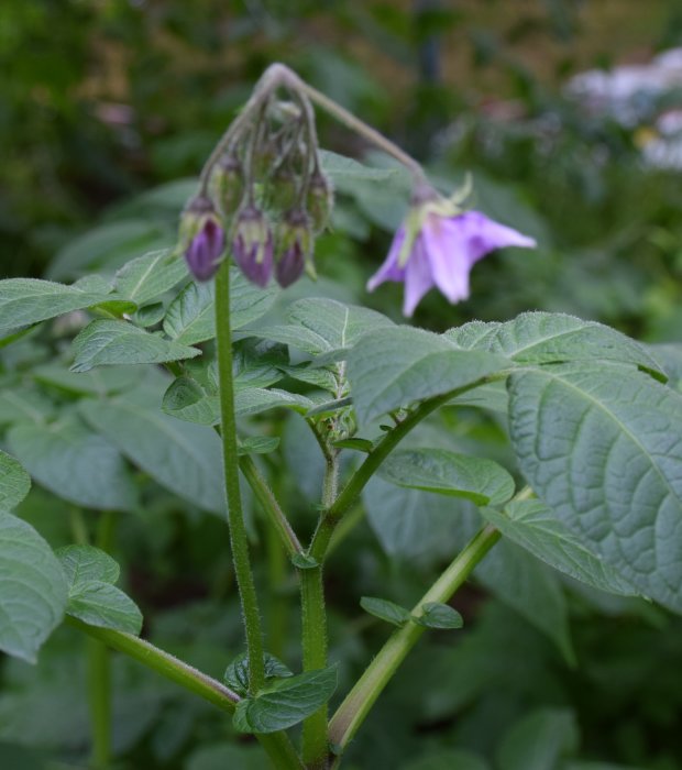 Blommande potatisplanta med lila blommor och gröna blad.