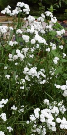 Vita små blommor i grupp med gröna stjälkar, planterade utomhus.