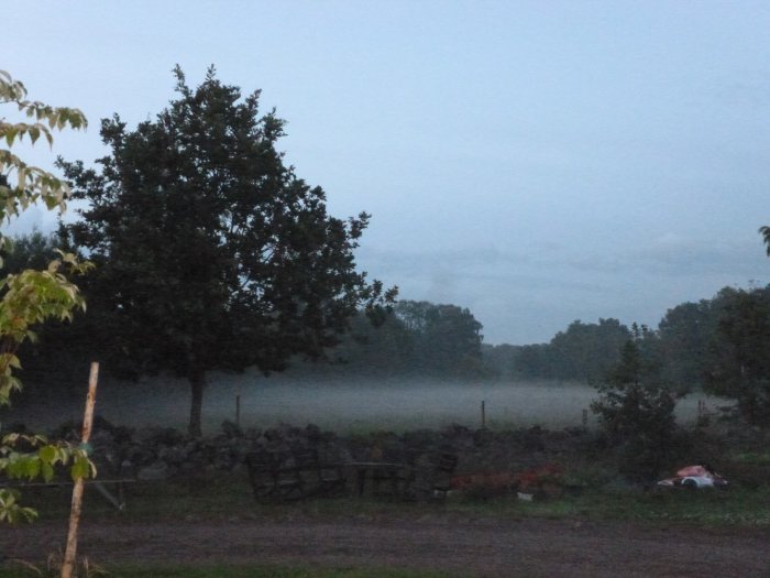 Dimmig äng i skymning med träd och en stigande nymåne i bakgrunden.