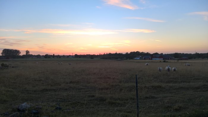 Gotländsk kvällshimmel med solnedgång och får på en äng, utan spår av regn.