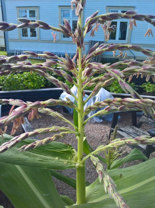 Majsväxt med hanblommor mot en bakgrund av en trädgård med bostadshus.