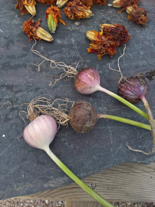 Tre vitlökar med rötter och gröna stjälkar på mörk bakgrund bredvid vissnade blommor.