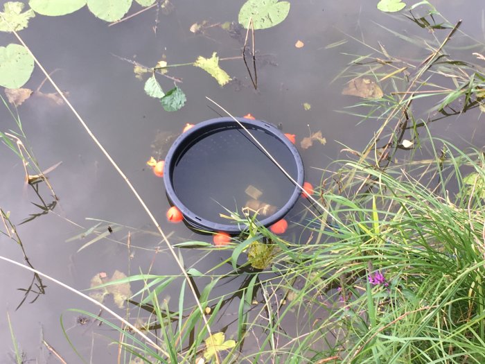 Egendesignad svart skimmer-lösning flytande i en damm omgiven av vattenväxter och gräs.