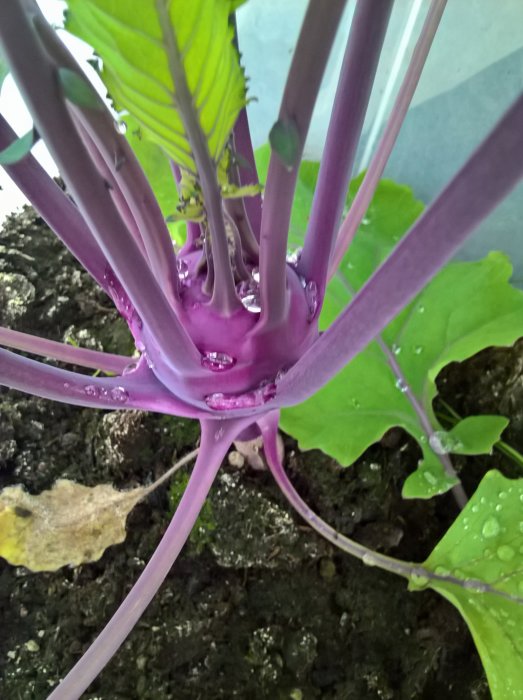 Kålrabbi med lila stam och gröna blad täckt av regndroppar i en fuktig jord.