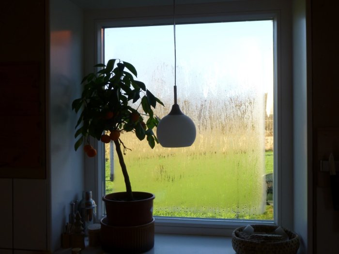 Imma på fönstret i ett hus med fönstret öppet mot landskapet, krukväxt och lampa inomhus.
