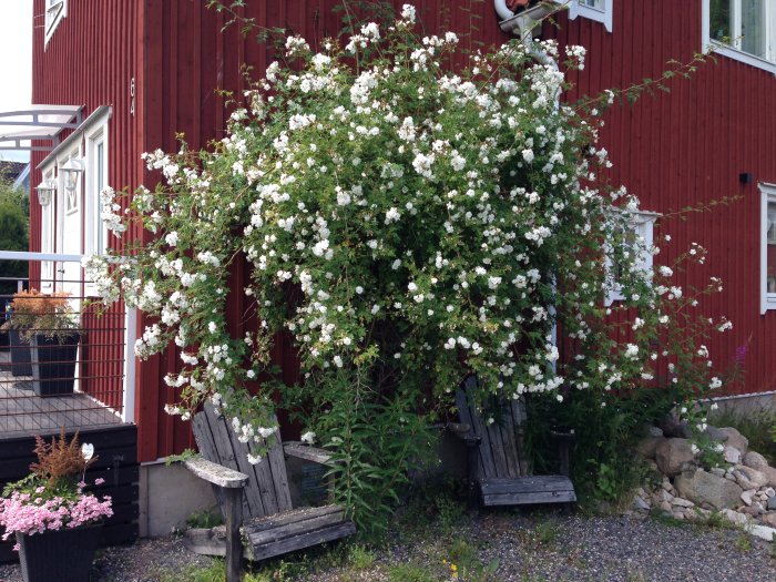 En rosenspaljé med vita blommor framför en röd stuga, omgiven av fjärilslockande blommor och en träbänk.