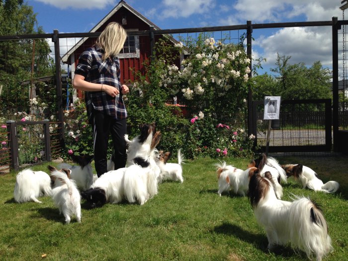 Trädgård med blomstrande rosor, person och hundar framför rött hus med grind.