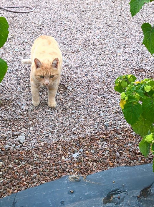 En orange katt som går framåt på en grusgång omgiven av gröna växter.