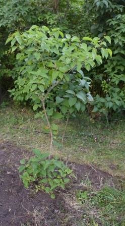 En ung syrenplanta som vuxit en meter från huvudbusken i en trädgård, omgivningen rensad från mossa och gräs.