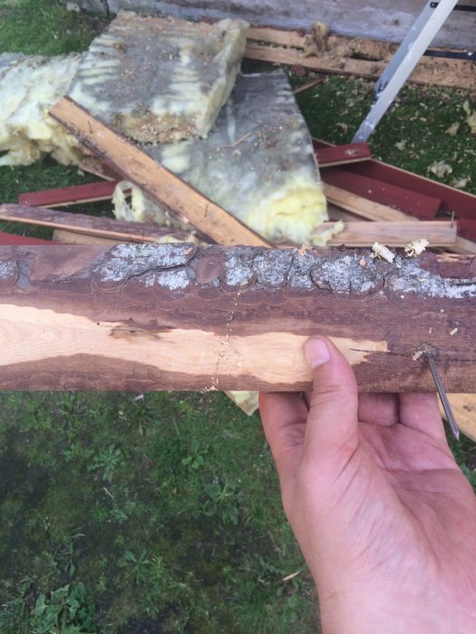 Hand håller gammal fönsterpanel med tecken på röta och små svarta prickar mot bakgrund av byggavfall.