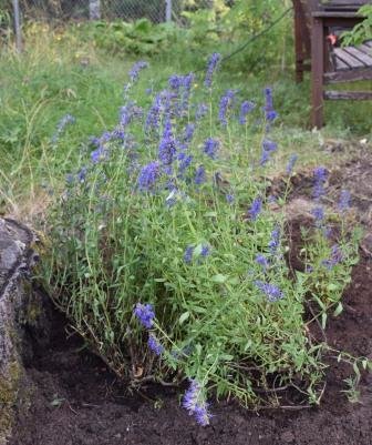 Isopplantor som nyligen flyttats till en soligare plats i en trädgård och blommar.