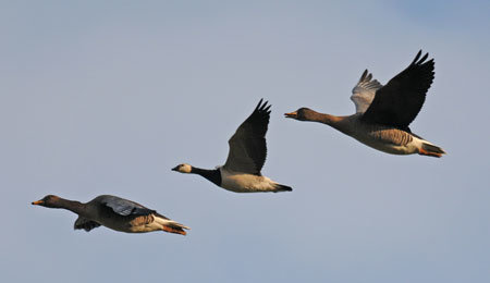 Tre gäss flyger i formation mot en klarblå himmel.