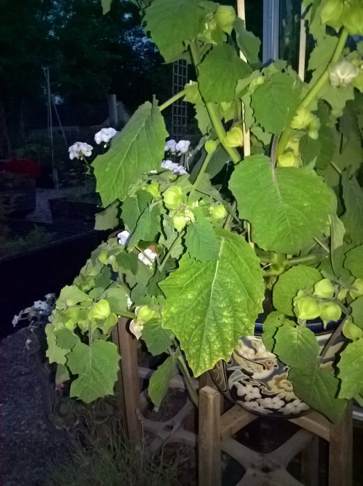 Stora gröna blad och vita blommor på kapkrusbärsplantor i en trädgård vid skymningen.