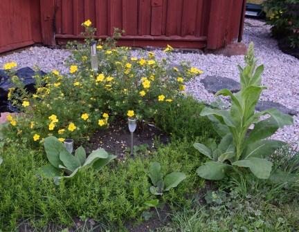 Vildvuxna plantor med små gula blommor vid en trädgårdsrabatt, grusväg och röd stuga i bakgrunden.