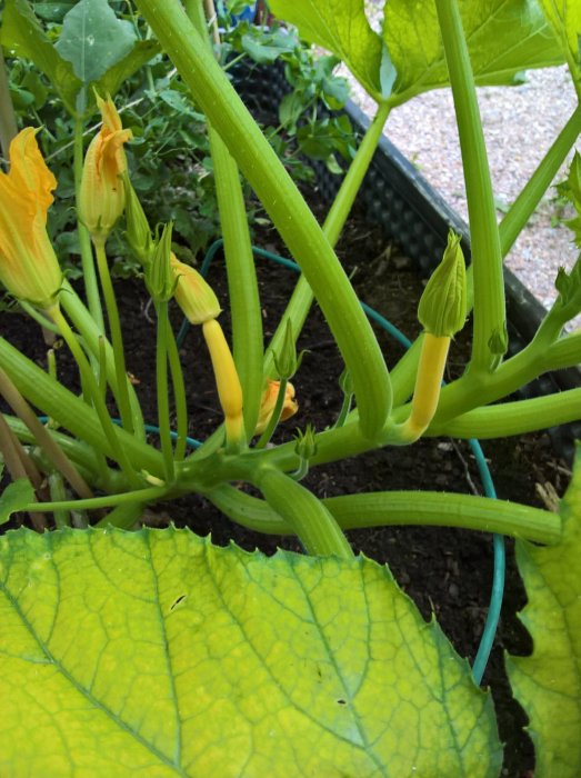 Gul squash i en trädgård med omkringliggande grönska och öppna blommor.