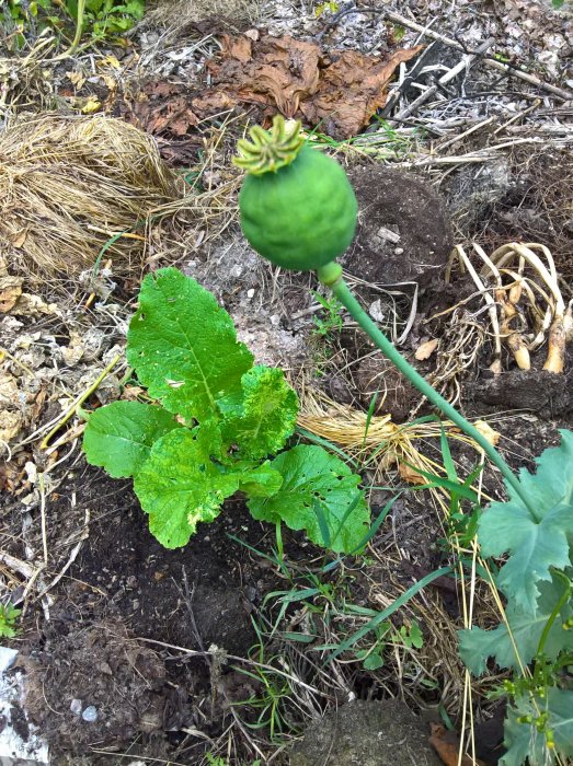 Växande squashplanta med stora gröna blad och en vallmokapsel i en komposthög.