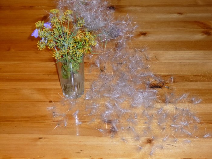 Tistelfrön spridda på ett träbord bredvid en vas med blommor.