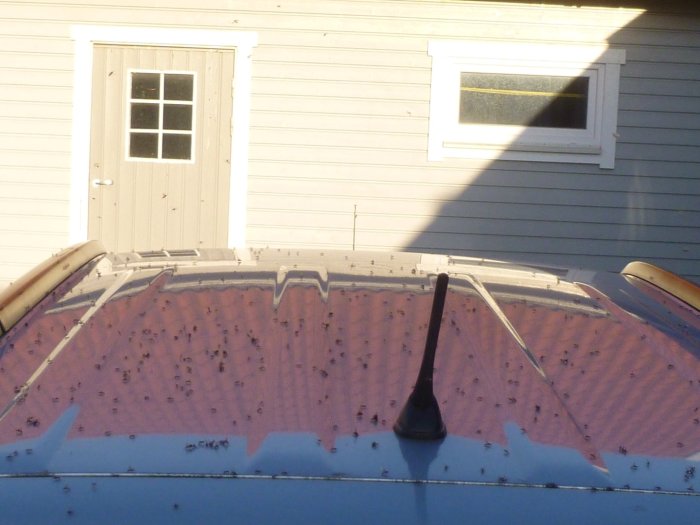 Svärm av myror på en bil vid hus, indikerar vår eller sommarsvärmning.