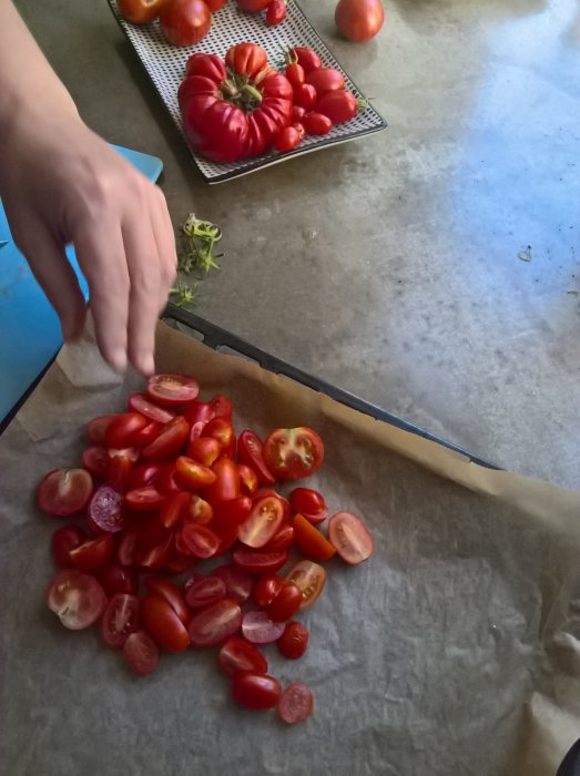 Halverade Romello-tomater förberedda för ugnstorkning på bakplåtspapper, med en hand som arrangerar dem.