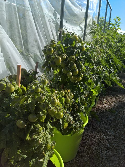 Tomatplantor med omogna tomater i gröna krukor inne i ett växthus.