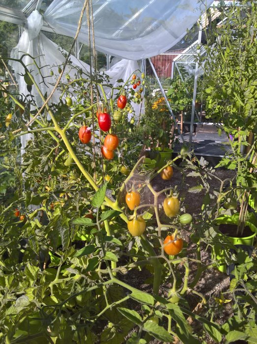 Mogna och omogna tomater på en planta i ett växthus med flera växter och växthuskonstruktioner i bakgrunden.