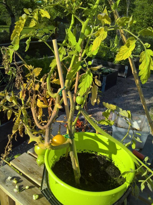 Tomatplantor med blandad mognad i grön kruka, utomhusmiljö med ytterligare odling i bakgrunden.