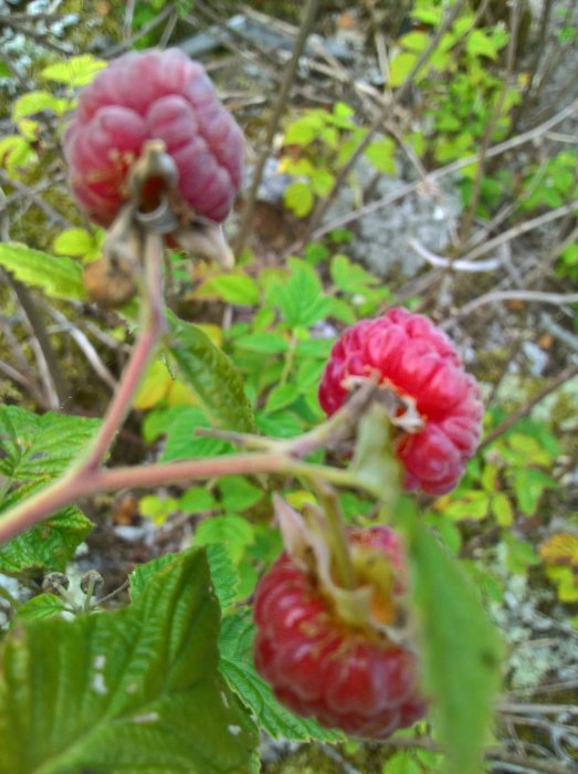 Mogna skogshallon i närbild med gröna blad i bakgrunden.