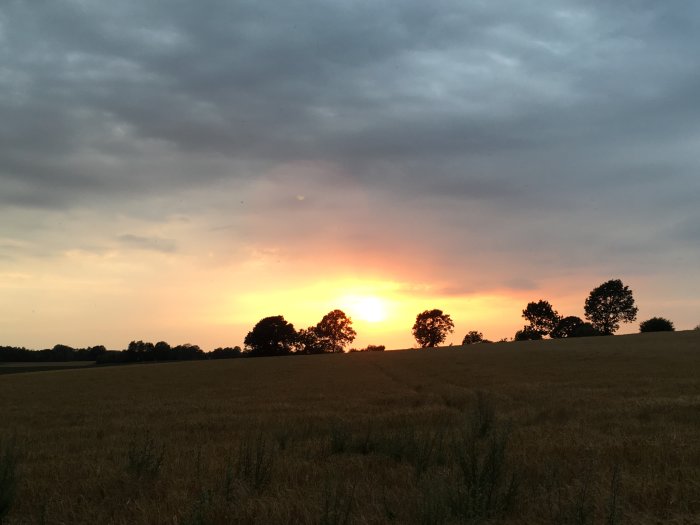 Solnedgång över ett gyllene fält med siluetter av träd och molntäckt himmel.