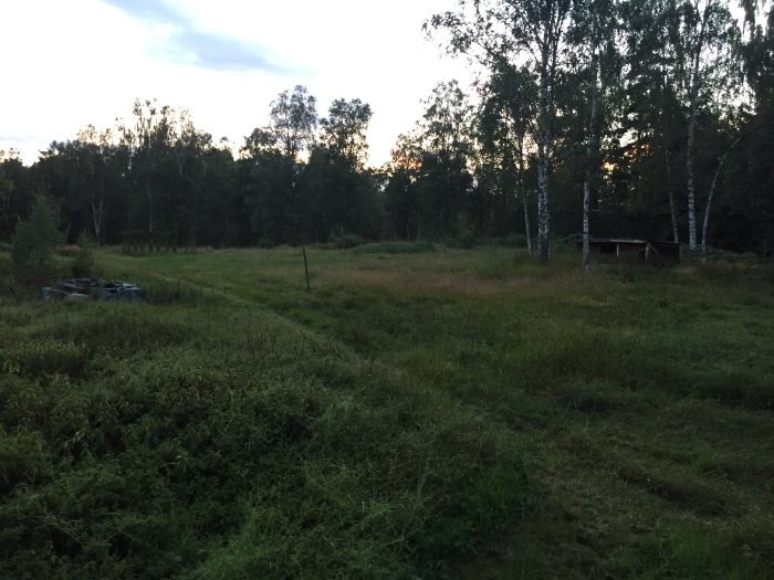 Utomhusvy av en blivande altanram på vått gräs vid skymning, omgivet av skog och en byggnad i bakgrunden.