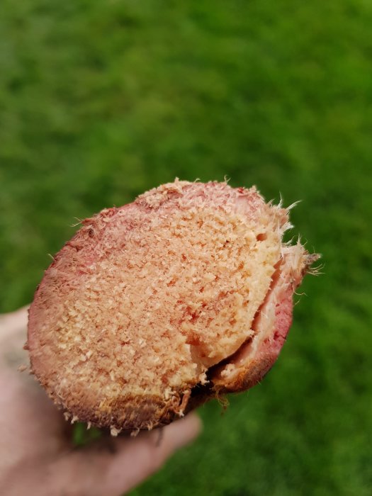 En hand håller en tvärsnitt av en rot med misstänkt pilrötter, med grönt gräs i bakgrunden.
