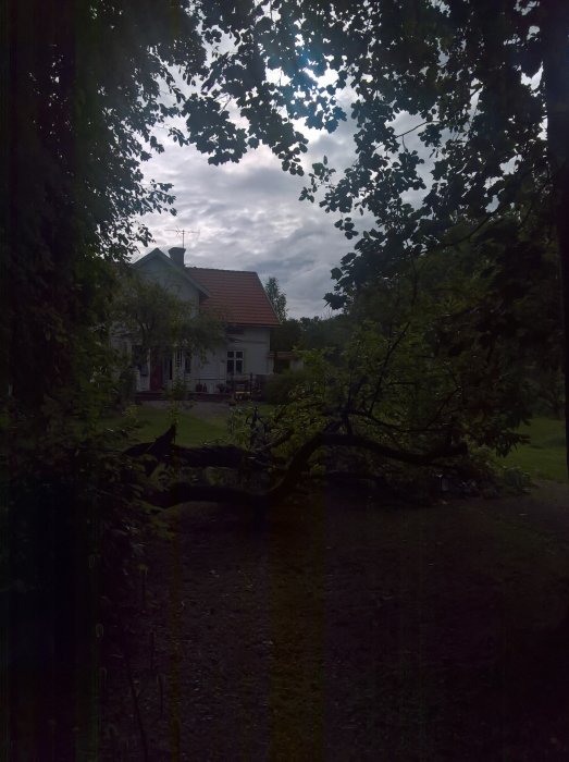 Nedfallna äppelträdstammar på en lummig tomt med ett vitt hus i bakgrunden.