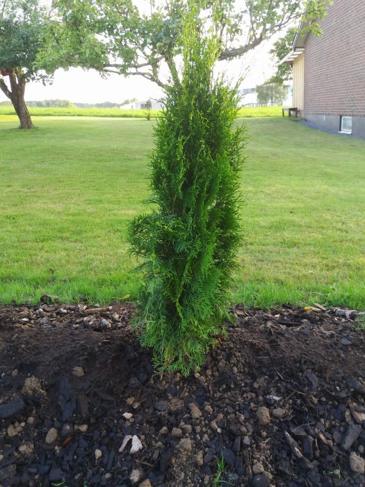 Välansad grön thuja häckplantering på nyanlagd svart mulljord med lummig trädgård i bakgrunden.