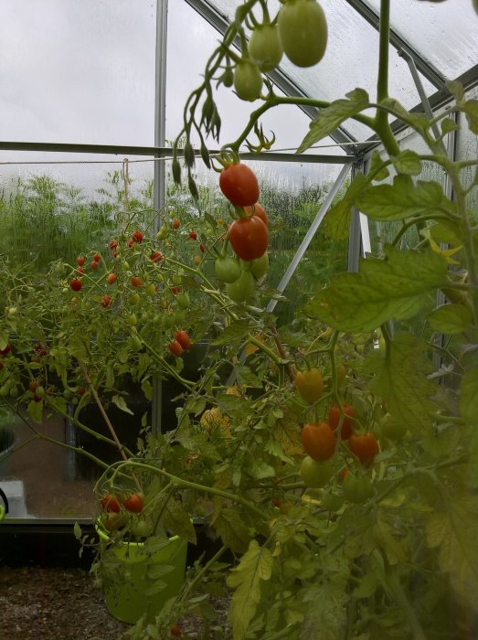 Tomatplantor med både mogna och omogna tomater i ett växthus.