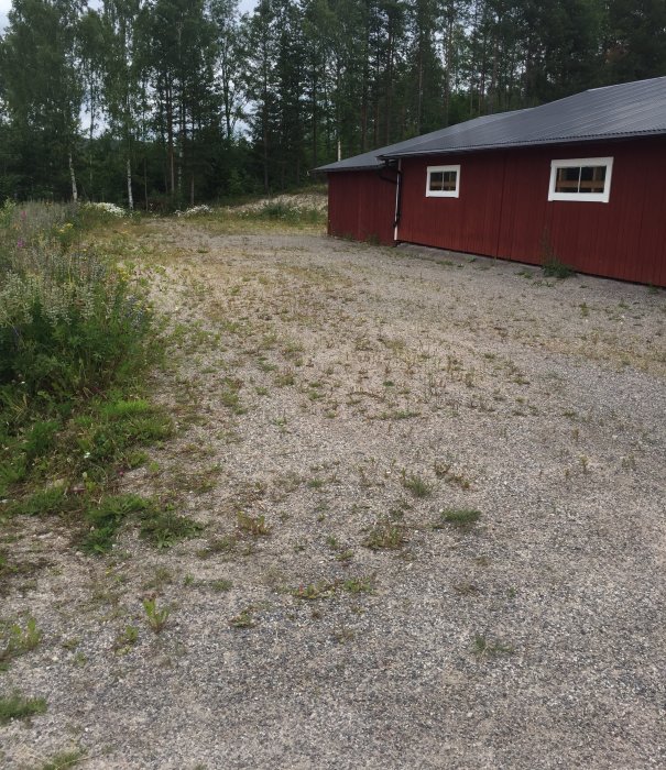 En grusgårdsplan med ogräs och en röd stuga i bakgrunden.