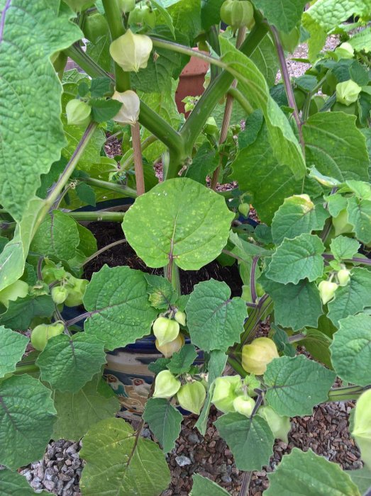 Kapkrusbärsplantor med gröna blad och gula frukter som växer nära marken med grusunderlag.