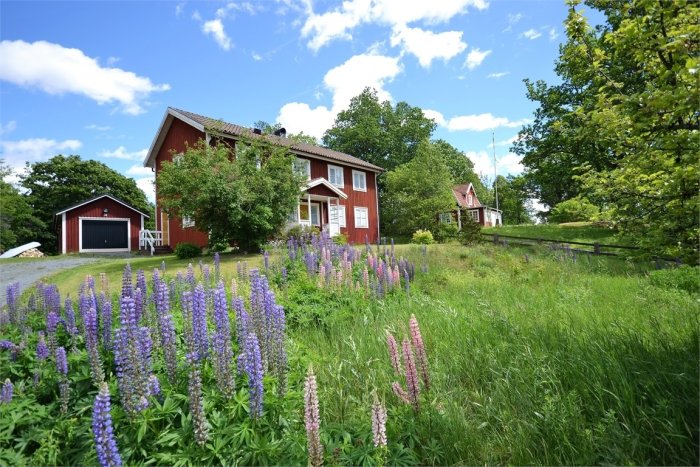 Röd trävilla med garage och högt gräs på tomten omgivet av lila lupiner under sommarhimlen.