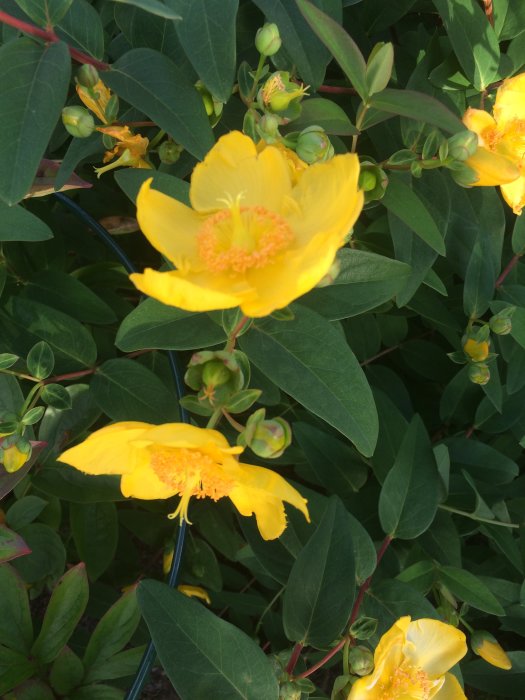 Gula blommor på en buske av Rudbeckia, även känd som Flicköga, med gröna blad i bakgrunden.