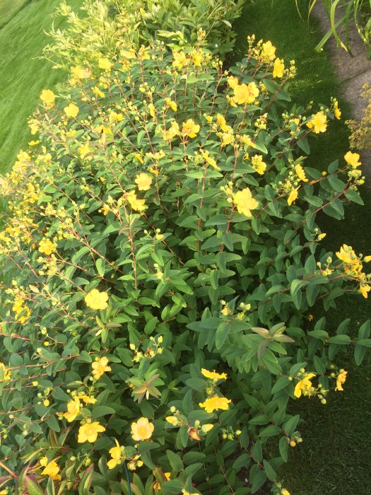 Stor buske av gul Rudbeckia, även känd som Flicköga, med frodig grönska och gula blommor.