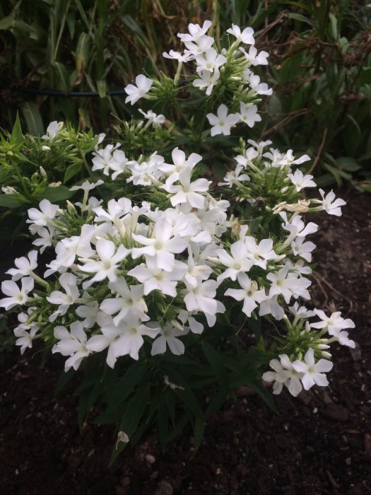 Vit blommande Phlox buske mot mörk jordbakgrund, felaktigt benämnd som Rudbeckia i text.