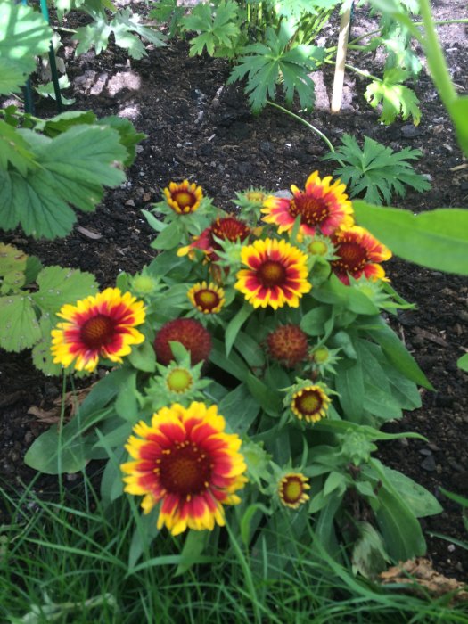 Blommande Rudbeckia, eller Flicköga, med gula och röda blommor i en trädgård.