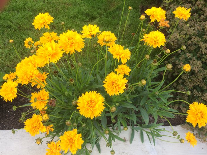 Gul buske av Rudbeckia 'Flicköga' med frodiga gula blommor och gröna blad.