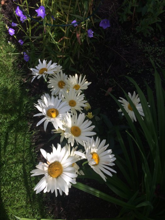 Vita och gula blommor av sorten Rudbeckia, flankerade av gröna blad och lila blommor i bakgrunden.