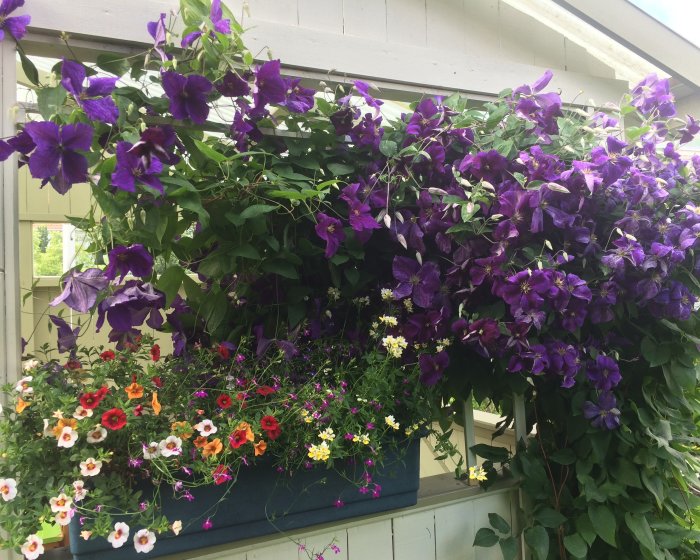 Lush clematis with deep purple flowers climbing on a trellis above a planter with mixed colorful blooms.