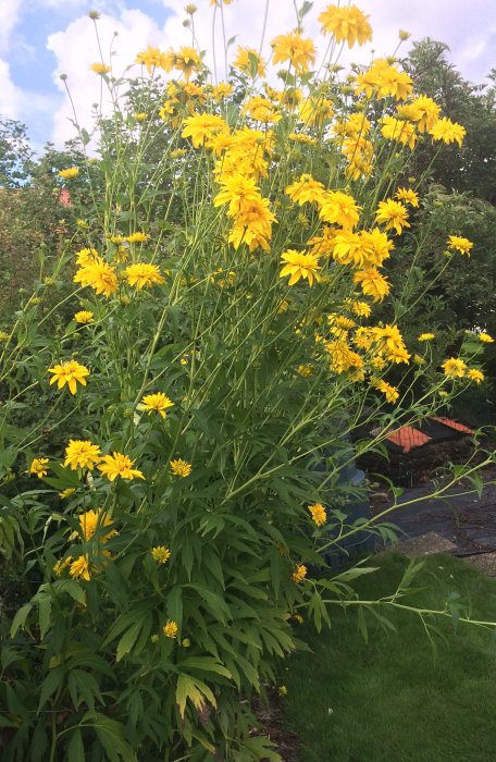 Stor gul blommande buske av sorten Rudbeckia, även känd som Flicköga, i en trädgård.