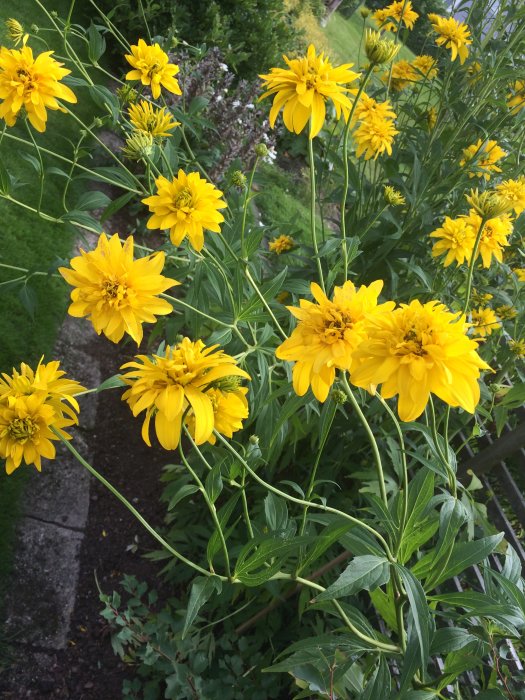 Gul Rudbeckia-buske med blommor och gröna blad mot en trädgårdsbakgrund.
