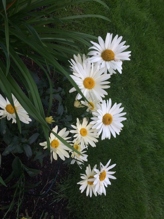 Stor buske av Rudbeckia 'Flicköga' med vita blomblad och gul mitt i grönt gräs.