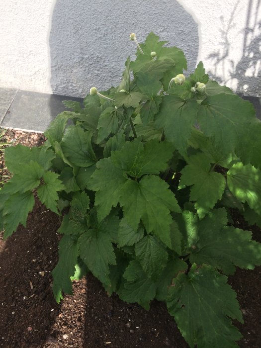 Två gröna, okända växter med stora blad och knoppar, planterade i rabatt med mörk jord.